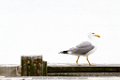 Menzione d'onore per Sequenza - Camilla Morandotti